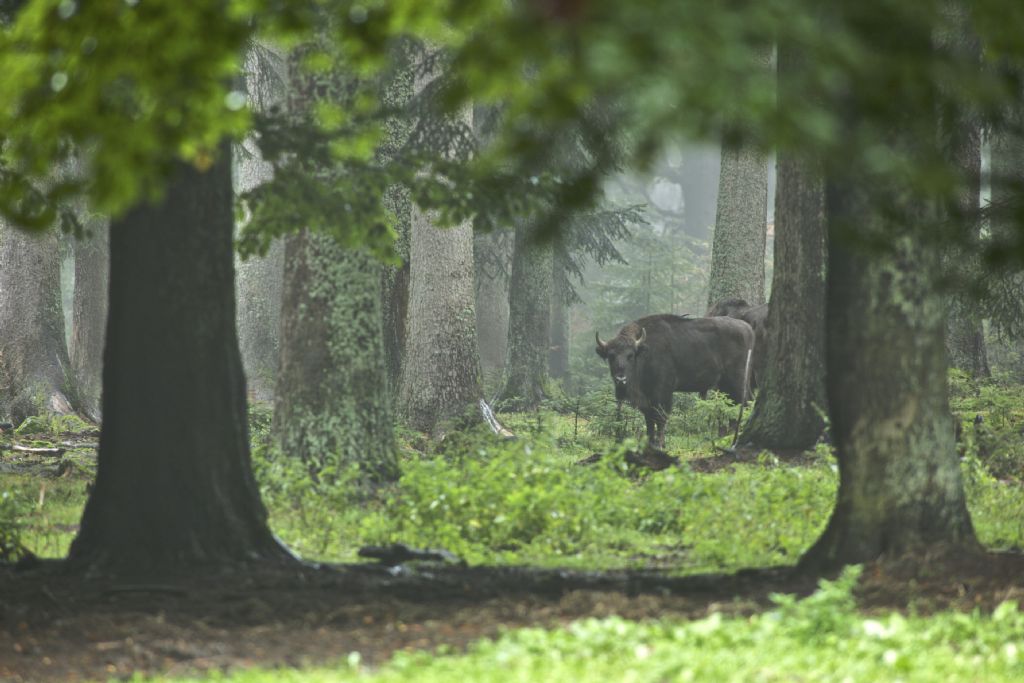 Bayrischer Wald